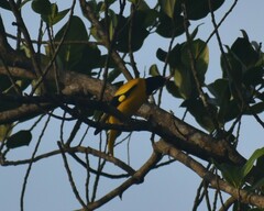 Oriolus xanthornus