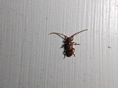 Eupogonius tomentosus