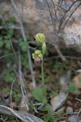 Ophrys