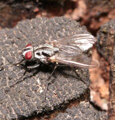 Anthomyia