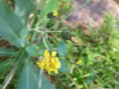 Hieracium murorum