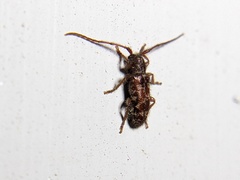 Eupogonius tomentosus