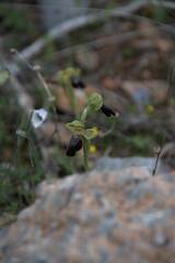 Ophrys