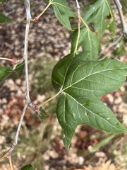 Platanus wrightii
