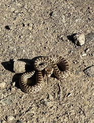 Pituophis catenifer catenifer