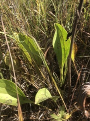 Arnoglossum