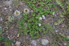 Polemonium pulcherrimum