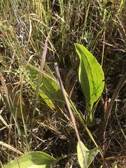 Arnoglossum