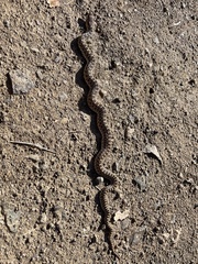 Pituophis catenifer catenifer