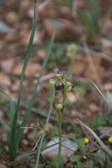 Ophrys