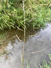 Glyceria notata