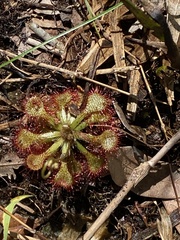 Drosera capillaris