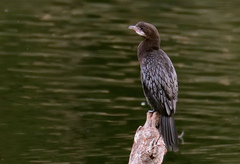 Microcarbo pygmaeus