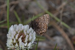 Callophrys eryphon