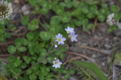 Polemonium pulcherrimum