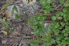Polemonium pulcherrimum