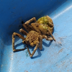 Phoneutria