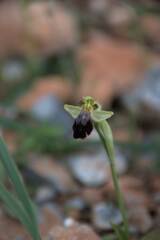 Ophrys