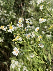 Symphyotrichum lanceolatum