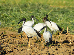 Threskiornis aethiopicus