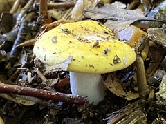 Russula claroflava