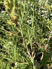 Symphyotrichum lanceolatum