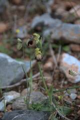 Ophrys