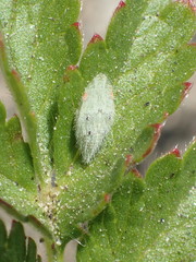 Xerophloea