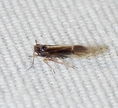 Tarophagus colocasiae