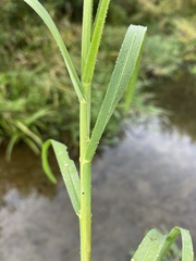 Glyceria notata