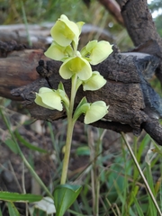 Pterygodium catholicum