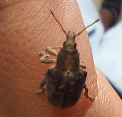 Gonipterus platensis