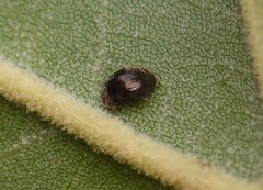 Rhyzobius lophanthae