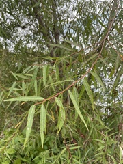 Salix nigra