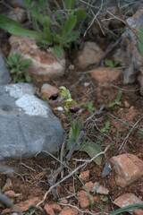 Ophrys