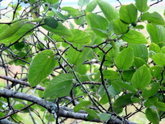 Celtis brasiliensis
