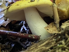 Russula claroflava