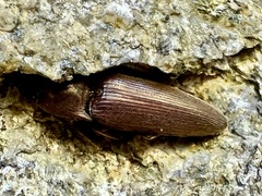 Melanotus