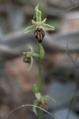 Ophrys
