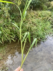 Glyceria notata