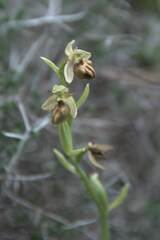 Ophrys