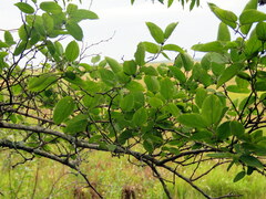 Celtis brasiliensis