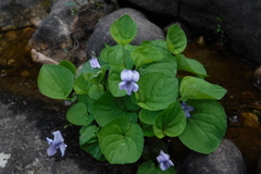 Viola epipsiloides