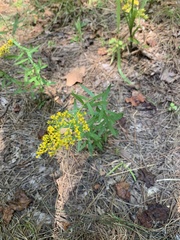 Solidago odora