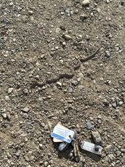 Pituophis catenifer catenifer