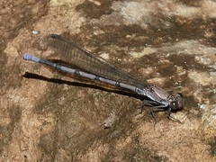 Argia tonto