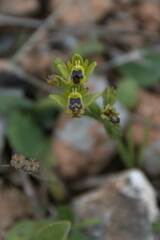 Ophrys