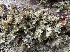 Parmelioideae