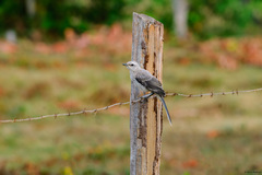 Mimus gilvus melanopterus