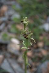 Ophrys